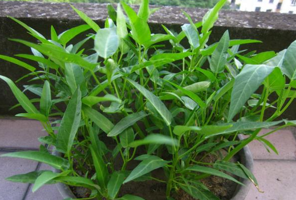 盆栽空心菜用多大的盆合适