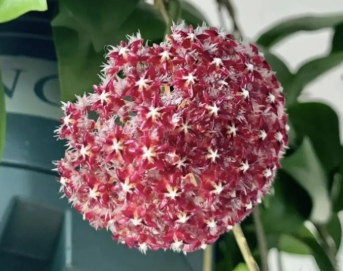 球兰花用多大的盆合适