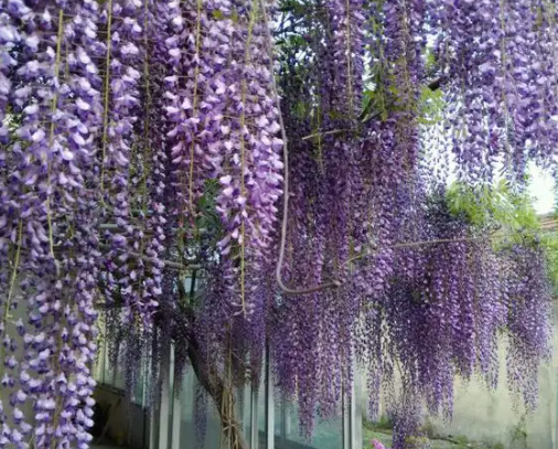 丰花藤紫藤好养吗