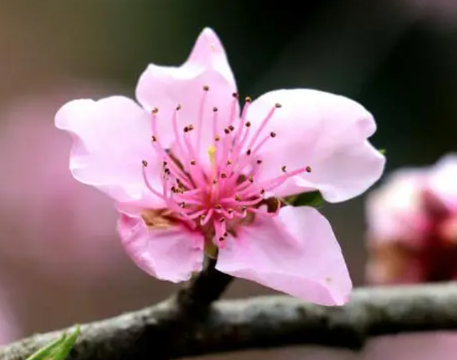 桃花好养吗