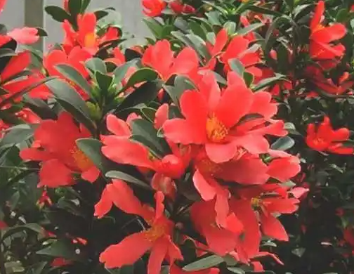 杜鹃红山茶好养吗