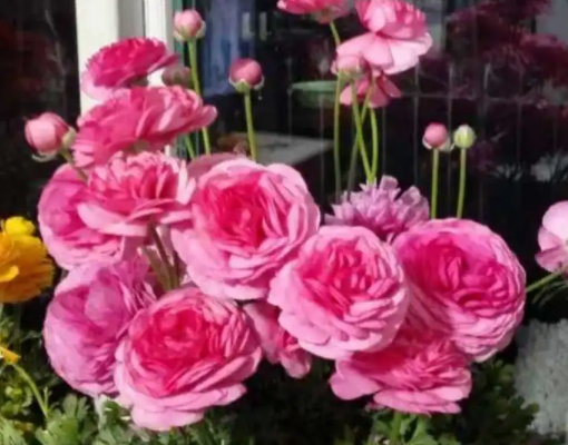 芹叶牡丹好养吗