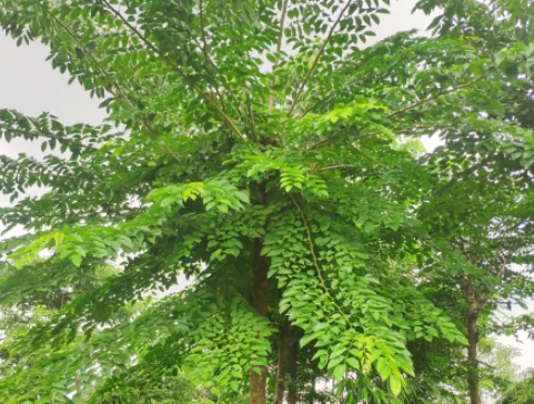 紫檀树好养吗