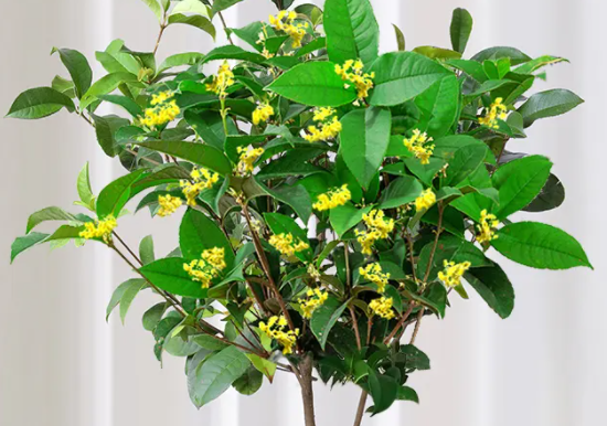 盆栽四季桂花好养吗