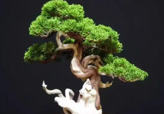 崖柏好养吗