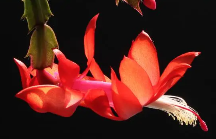蟹爪兰花好养吗