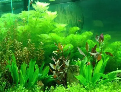 绿菊水草好养吗
