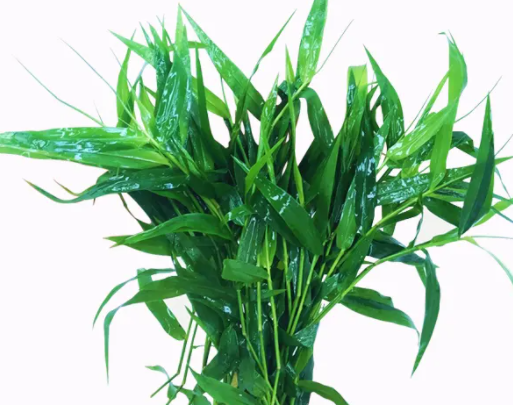 水竹水草好养吗