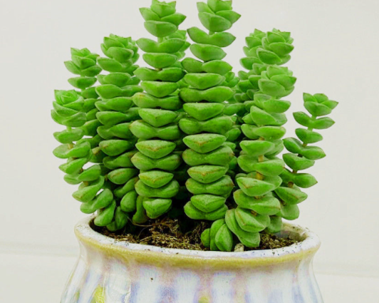 钱多多植物好养吗