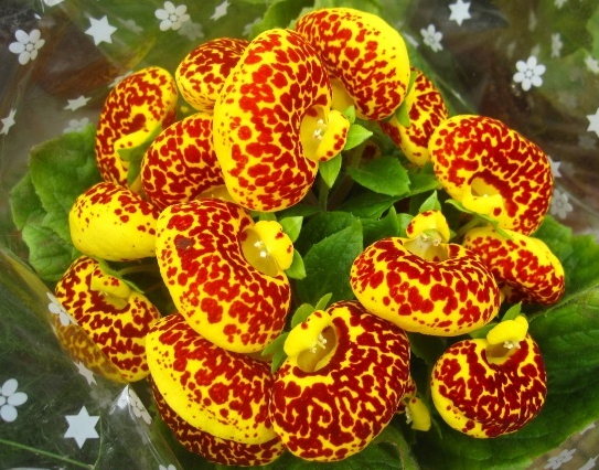 元宝花好养吗