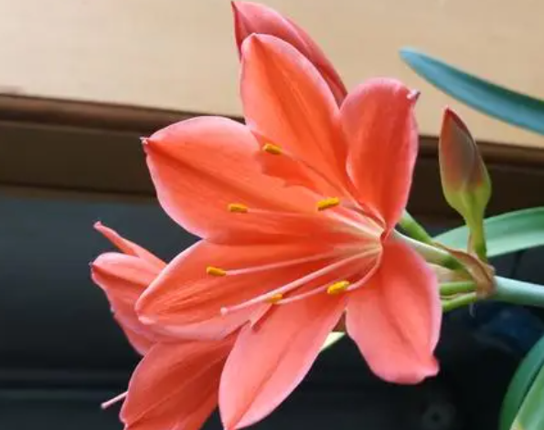 紫根兰好养吗