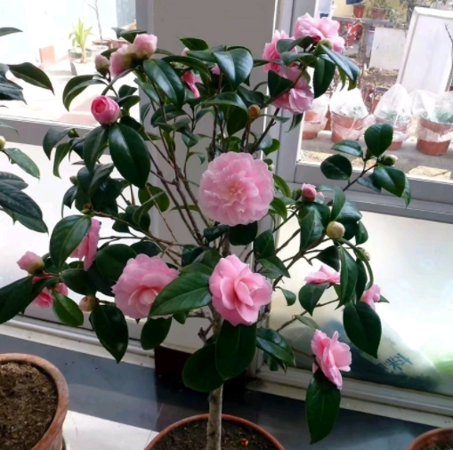 香茶花好养吗 养殖方法和养护要点