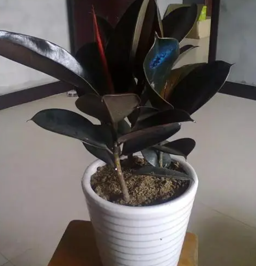 橡皮树用多大的盆合适