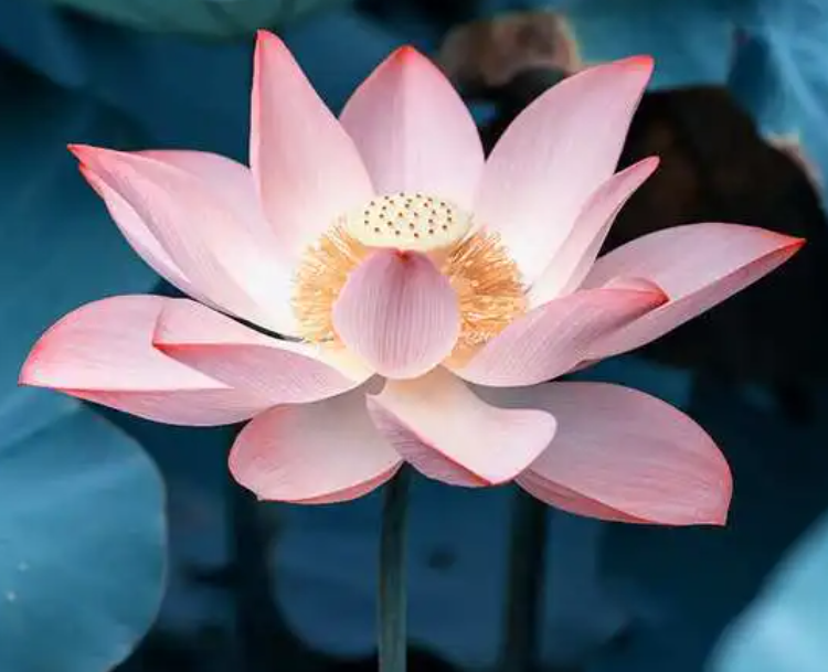 莲花好养吗 养殖方法和养护要点