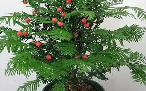 红豆杉喜不喜欢阳光