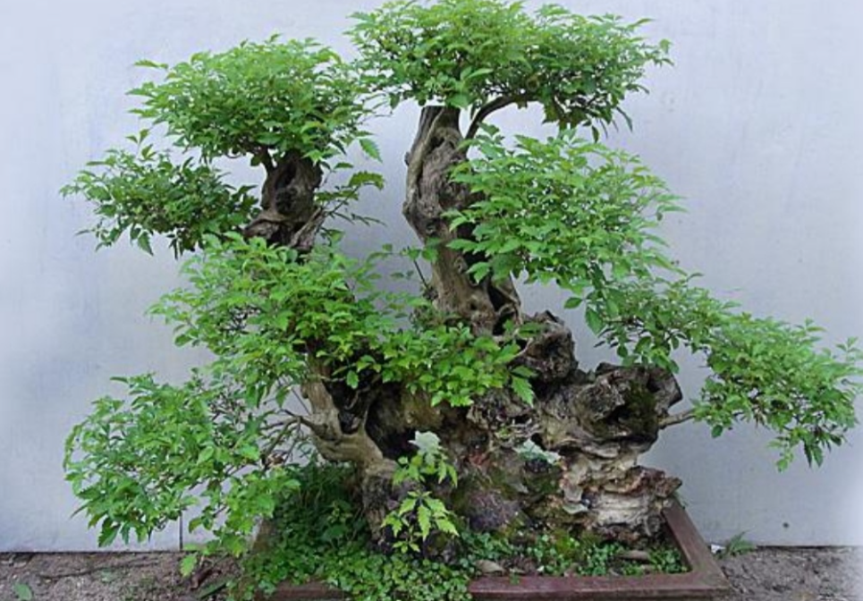 黄荆好养吗 养殖方法和养护要点
