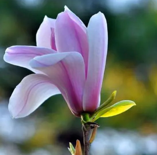 玉兰花可以水养吗
