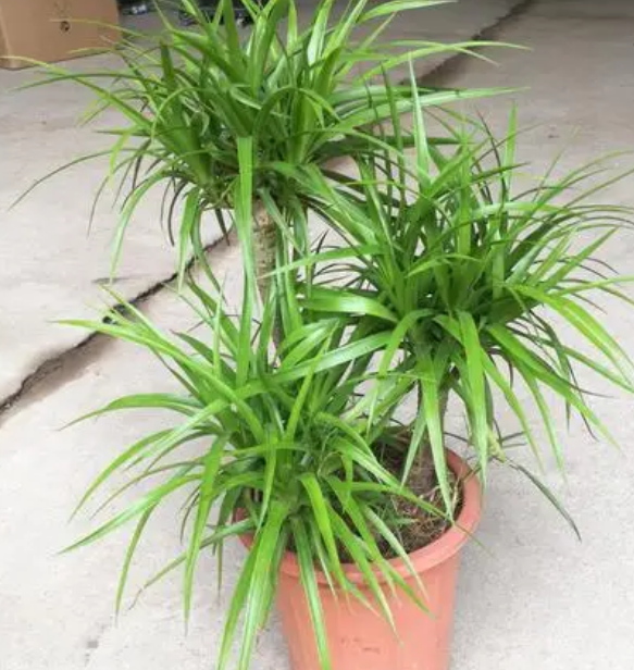 龙须树喜不喜欢阳光