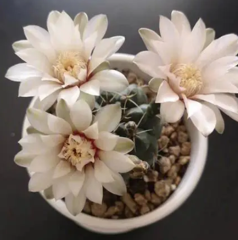 绯花玉用多大的盆合适