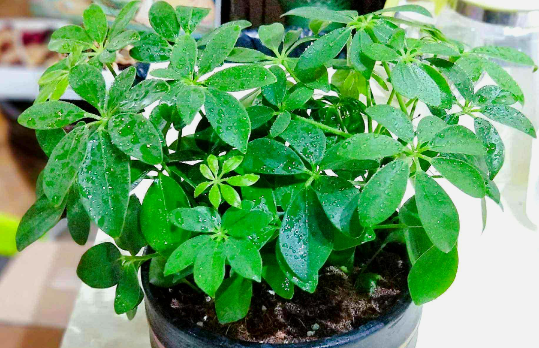 鸭掌木喜不喜欢阳光