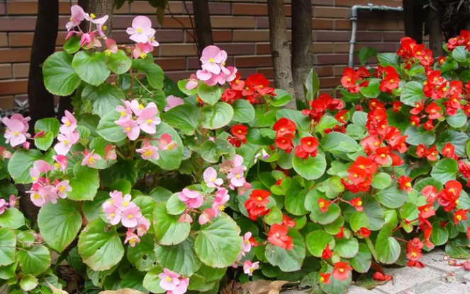 秋海棠好养吗 养殖方法和养护要点