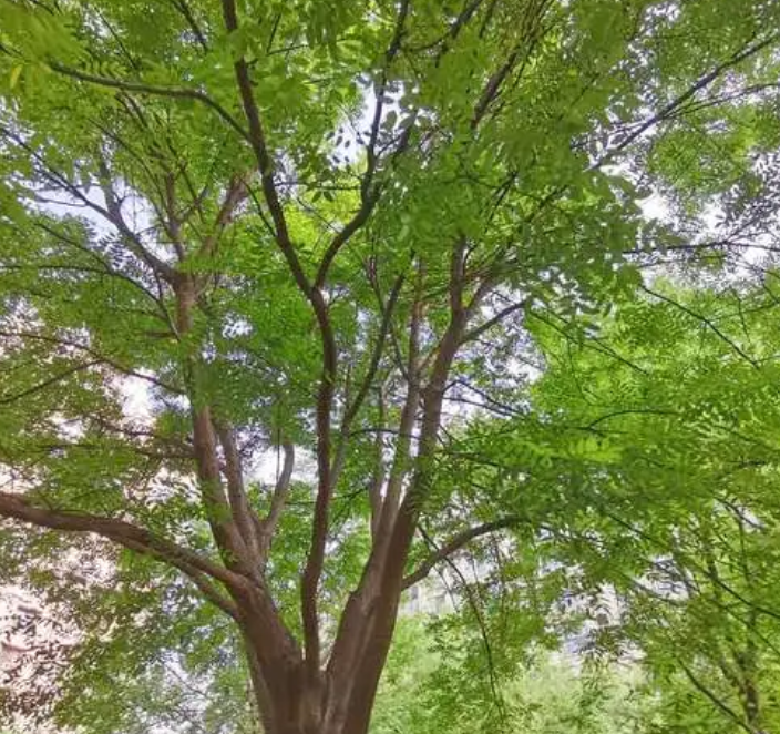 榆树好养吗 养殖方法和养护要点