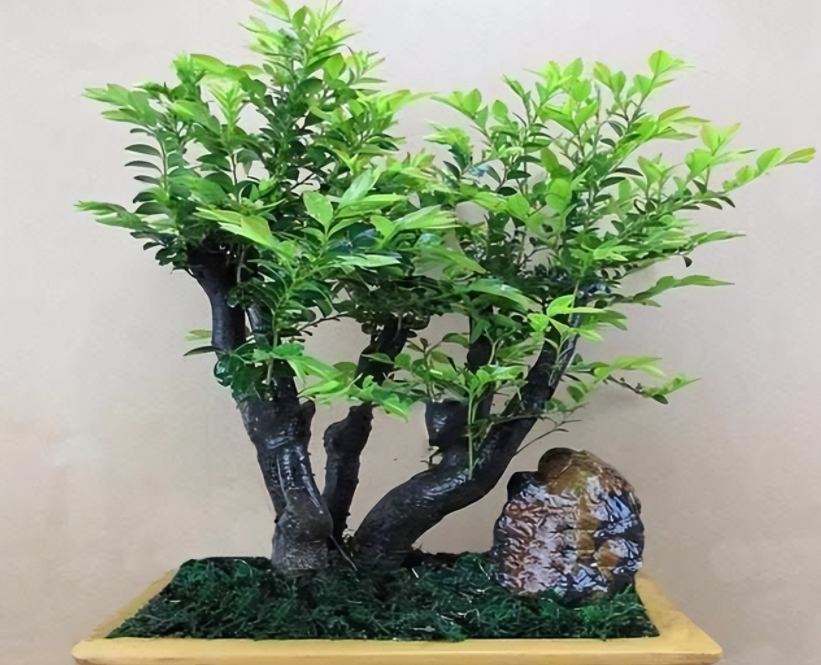 小叶紫檀盆景好养吗 养殖方法和养护要点