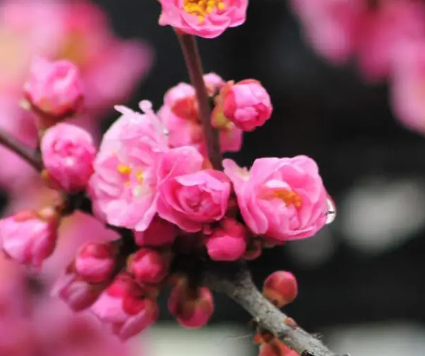 梅花盆栽好养吗 养殖方法和养护要点