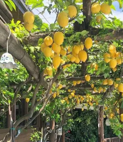 柠檬树好养吗 养殖方法和养护要点