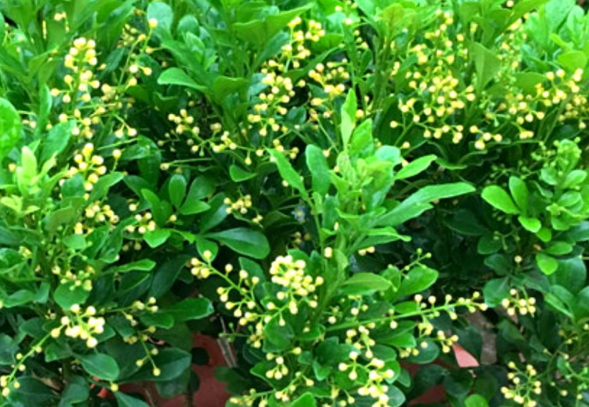 米兰花喜不喜欢阳光
