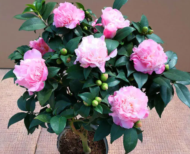 香妃茶花好养吗 养殖方法和养护要点