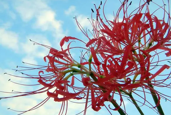彼岸花喜不喜欢阳光