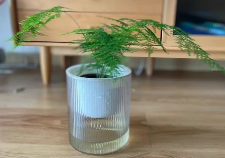 文竹可以水养吗