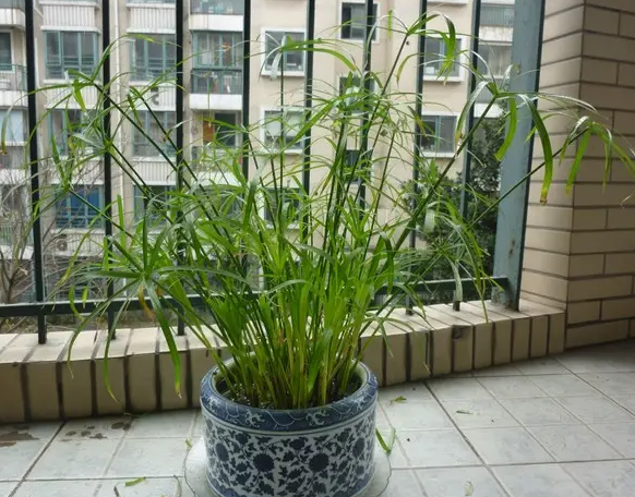 水棕竹可以水养吗