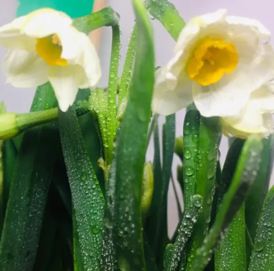 水仙花可以水养吗