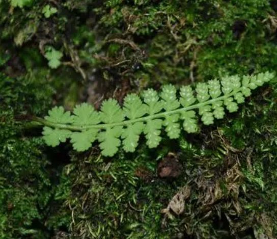 蕨类植物好养吗 养殖方法和养护要点
