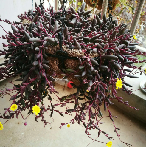 紫玄月可以水养吗