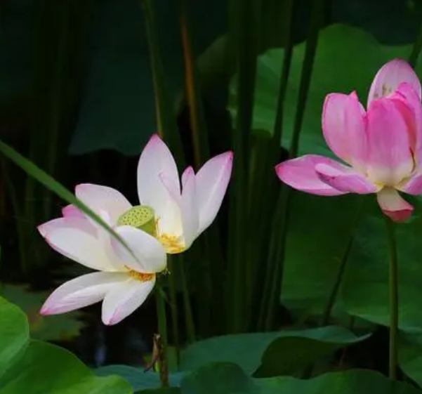 荷花好养吗 养殖方法和养护要点