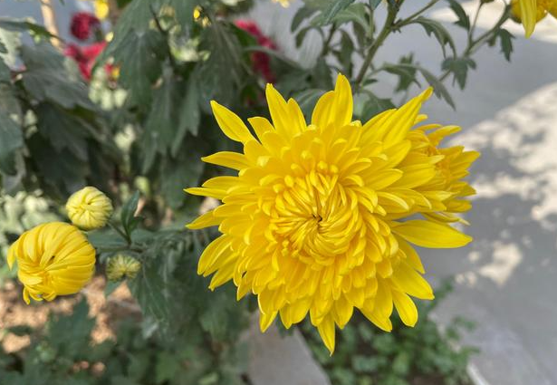 菊花喜不喜欢阳光