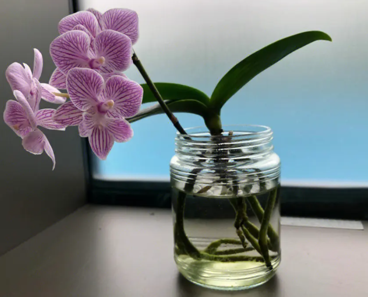 蝴蝶兰可以水养吗