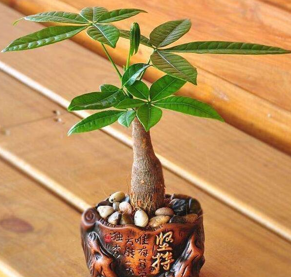 招财树喜不喜欢阳光