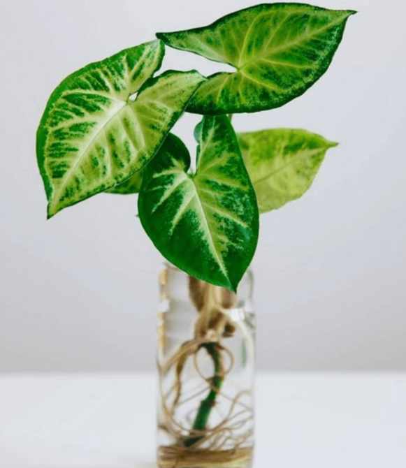 合果芋可以水养吗