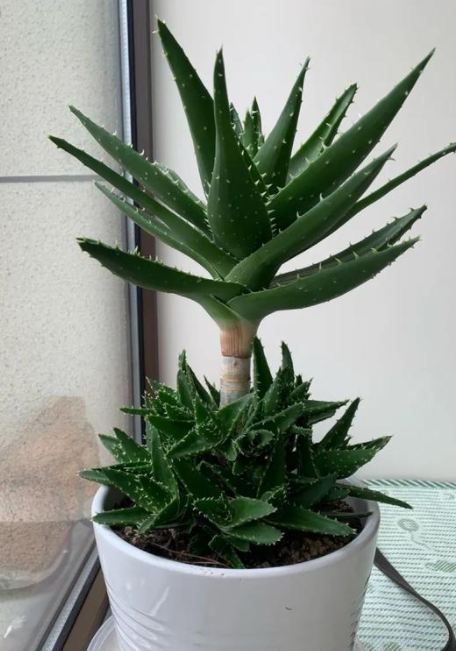 芦荟喜不喜欢阳光
