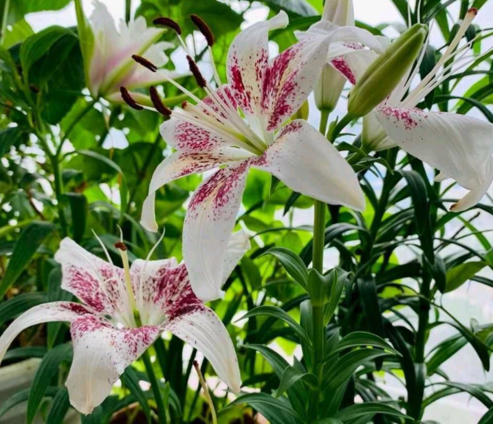 百合花喜不喜欢阳光