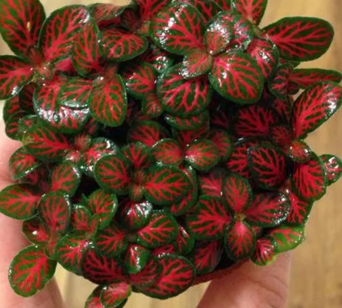 网纹草可以水养吗