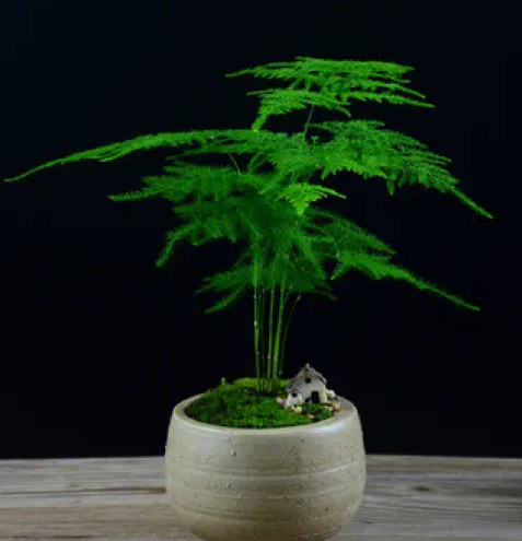 文竹喜不喜欢阳光