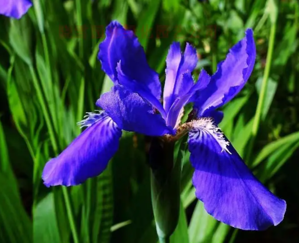 鸢尾花可以水养吗