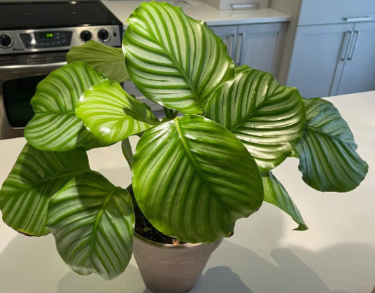 青苹果竹芋可以水养吗