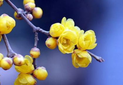 腊梅可以水养吗