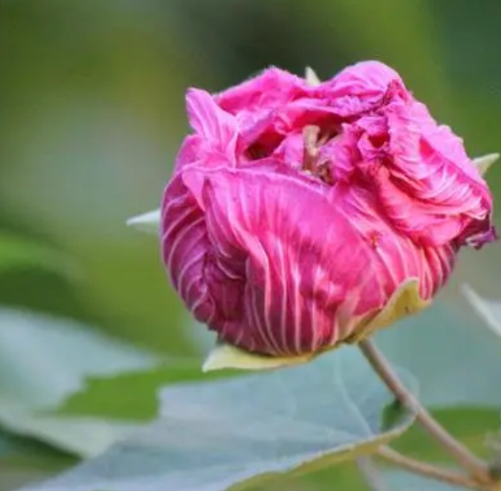 芙蓉花喜不喜欢阳光